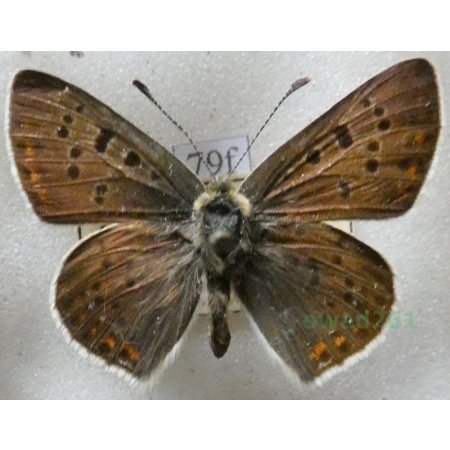 Lycaena tityrus (Poda, 1761) male Czerwończyk uroczek Czech79f